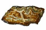 Mammoth Molar Slice with Case - South Carolina #165099-1